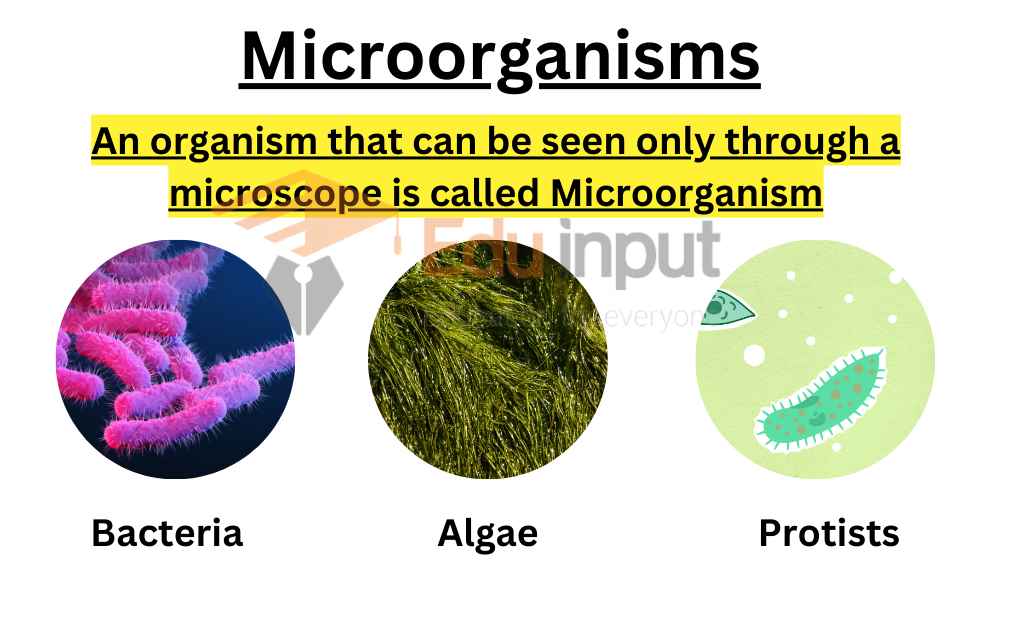 Microorganisms Free Full Text Development And Evaluation Of A Microorganisms Free Full Text Development And Evaluation Of A