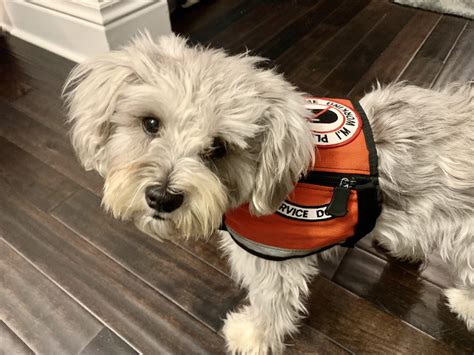 Service Dog For Seizures