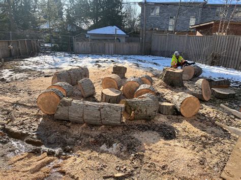 Tree Service Hiring Near Me